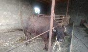 Буйвалы скот Новый Сулак