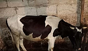 Корова Сарапул