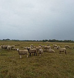 Овцы, Бараны Суджа