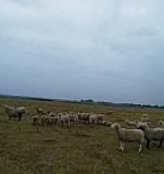Овцы, Бараны Суджа