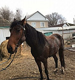 Лошадь Бекешевская