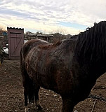 Лошадь Бекешевская