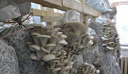 Работа по выращиванию грибов на дому Нижний Новгород