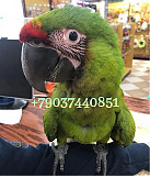 Большой солдатский ара (Ara ambiguus) - птенцы Москва