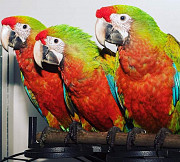 Гибрид ара Шэмрок - птенцы из питомника Москва