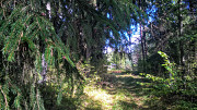 Шикарный участок на опушке соснового леса, расширение до 40 соток Палкино