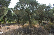 Земельный участок с оливковых дерева в районе Скала Сотирос Комотини