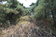 Земельный участок с оливковых дерева в районе Скала Сотирос Komotini