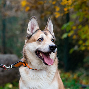 Красивый активный пёс Маффин ищет дом Санкт-Петербург