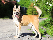 Красивый активный пёс Маффин ищет дом Санкт-Петербург