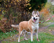 Красивый активный пёс Маффин ищет дом Санкт-Петербург