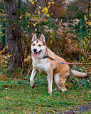 Красивый активный пёс Маффин ищет дом Санкт-Петербург