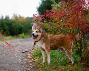 Красивый активный пёс Маффин ищет дом Санкт-Петербург