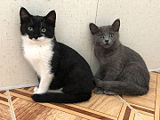 Два котенка - сестрички в добрые руки Москва