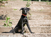 Умнейшая чисто черная красавица собака Багира Москва
