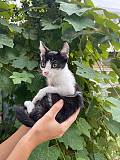 Маленький котенок Малыш в добрые руки Москва