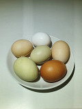 Куриные яйца Чехов