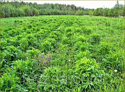 Семена серпухи на 10 соток - 20 000 шт Serratula coronata L Архангельск