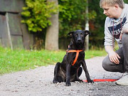 Собака из приюта ищет дом Санкт-Петербург