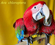 Зеленокрылый ара (Ara chloroptera) - ручные птенцы из питомника Москва