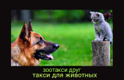 Зоотакси в москве, зоотакси москва, зоотакси, перевозка животных Москва