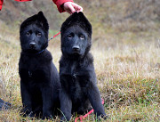Черные щенки от очень интересной родительской пары. Dallas