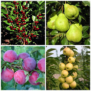 Саженцы плодово-ягодных деревьев Ульяновск
