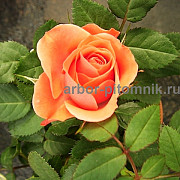 Саженцы роз в интернет магазине для весны 2022 года Москва
