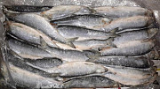 Свежемороженая Рыба, ОПТ цены Санкт-Петербург