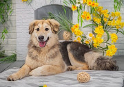 Плюшевая красивая собака по имени Бэтти ждет свою семью Москва