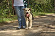 Плюшевая красивая собака по имени Бэтти ждет свою семью Москва