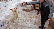 Замечательная собачка Белка ищет дом Москва
