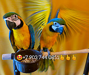 Сине желтый ара (Ara ararauna) - ручные птенцы из питомника Москва