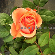 Саженцы роз из питомника с доставкой по Москве, розы в горшках Москва