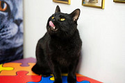 Кот Оникс станет вашим талисманом , волшебный кот Москва