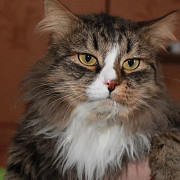 Вася - роскошный кот одного года от роду . Москва