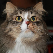 Вася - роскошный кот одного года от роду . Москва