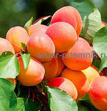 Саженцы абрикосов из питомника с доставкой, каталог с низкими ценами в интернет магазине Москва