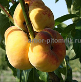 Саженцы персиков, персики в горшках из питомника и интернет магазина Арбор Москва