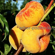 Саженцы персиков, персики в горшках из питомника и интернет магазина Арбор Москва