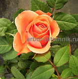 Саженцы кустовых роз из питомника, каталог роз в большом ассортименте в питомнике Арбор Москва