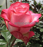 Саженцы кустовых роз из питомника, каталог роз в большом ассортименте в питомнике Арбор Москва