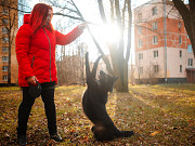 Домашняя собачка, дружит с кошками Санкт-Петербург
