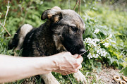 Спокойная и застенчивая собака Плюша в добрые руки Москва
