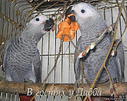 Жако и Амазоны суринамские птенцы выкормыши говорящие от заводчика Сочи