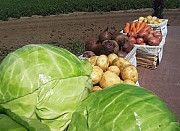 Свежий урожай картофеля 2022 года Барнаул