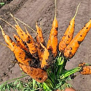 Лучшие сорта моркови мелким и крупным оптом в Барнауле, Новоалтайске и Бийске Барнаул