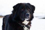 Алтай- крупный, серьёзный, грозный парень внешне, в душе дурашливый щенок. Москва