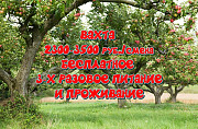Разнорабочие на сбор яблок Троекурово Вахта с бесплатным питанием и проживанием Липецк