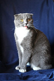 Шикарная, роскошная, породистая красавица-кошка Санкт-Петербург